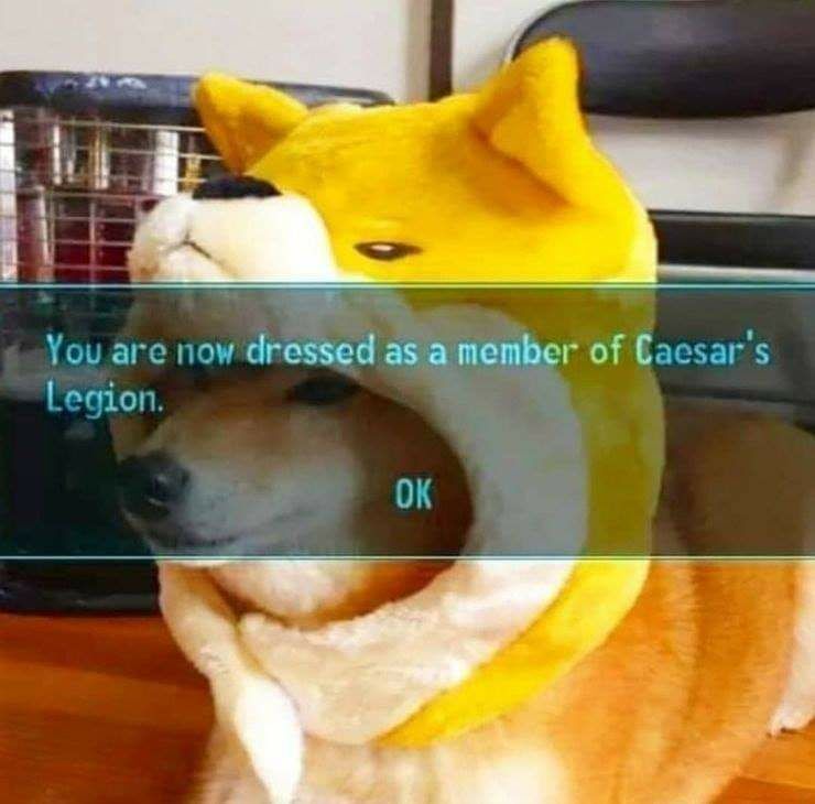 Caesar dog